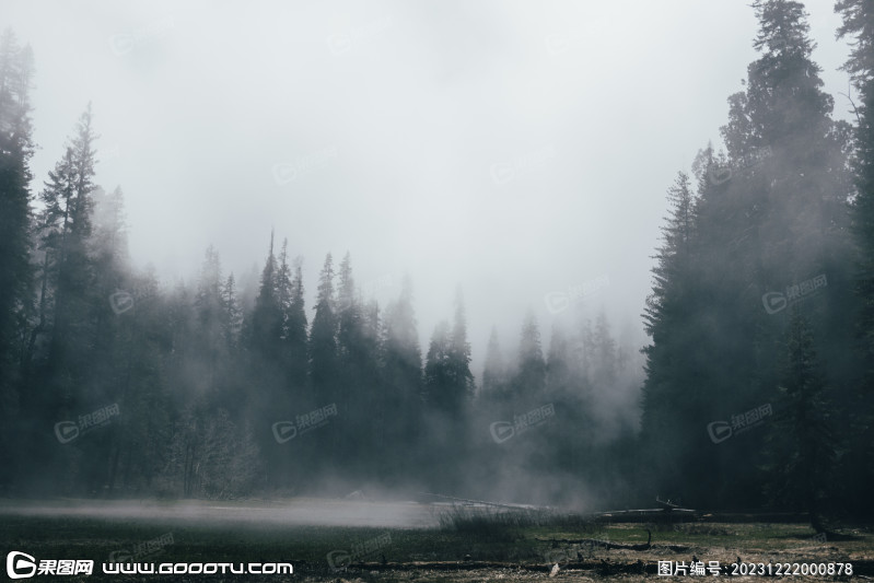 雾气山林树林森林 (1)