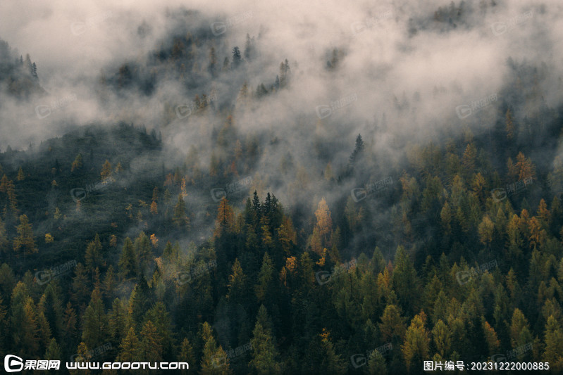 雾气山林树林森林 (8)