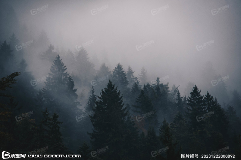 雾气山林树林森林 (15)