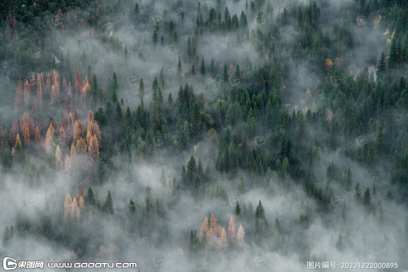雾气山林树林森林 (18)