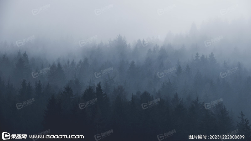 雾气山林树林森林 (22)