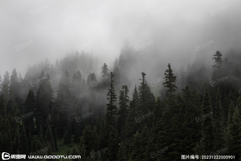 雾气山林树林森林 (24)
