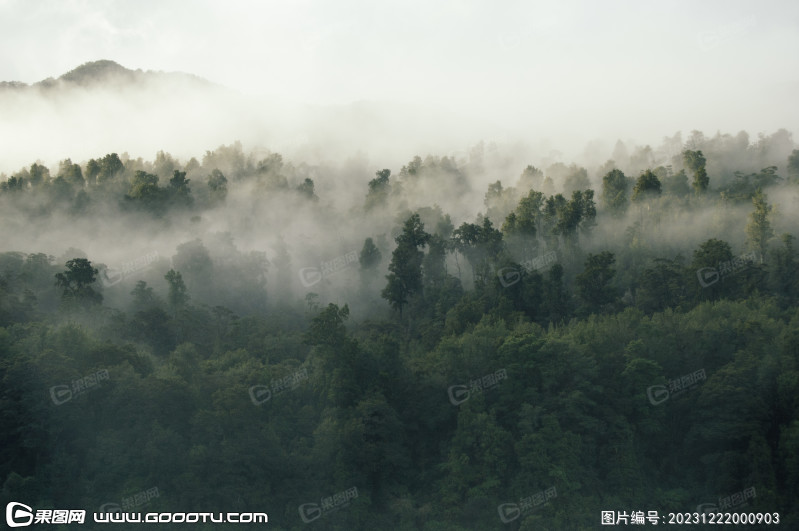 雾气山林树林森林 (26)