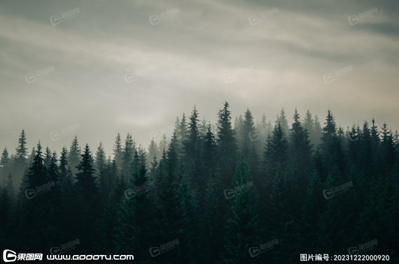 雾气山林树林森林 (43)