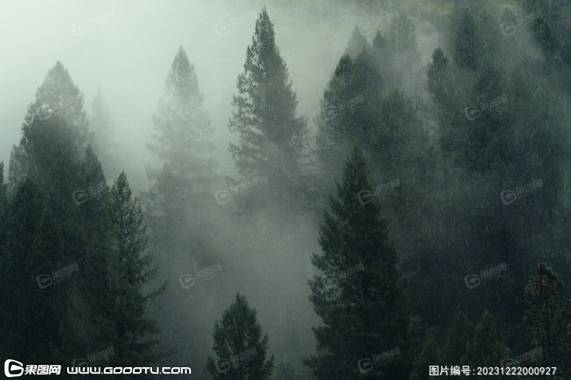 雾气山林树林森林 (50)
