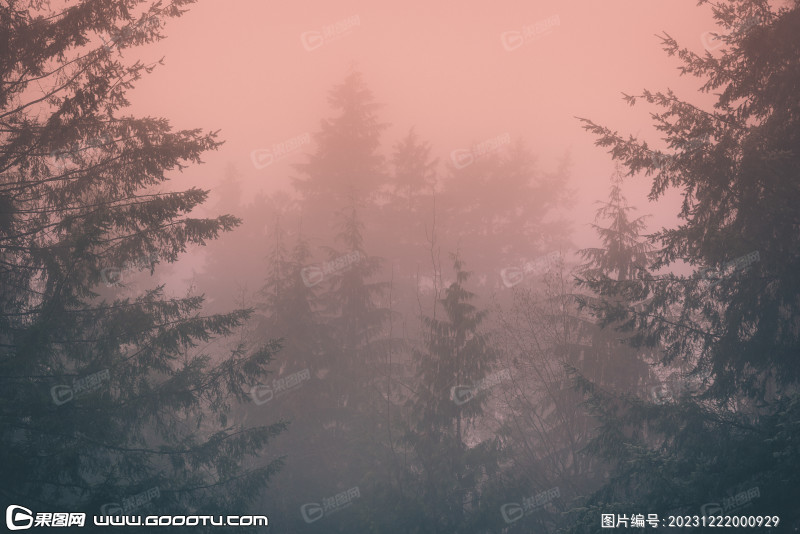 雾气山林树林森林 (52)