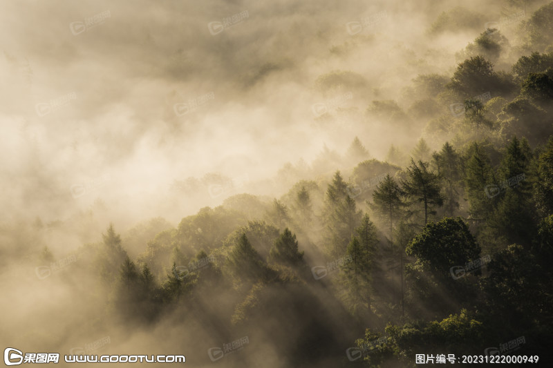 雾气山林树林森林 (72)