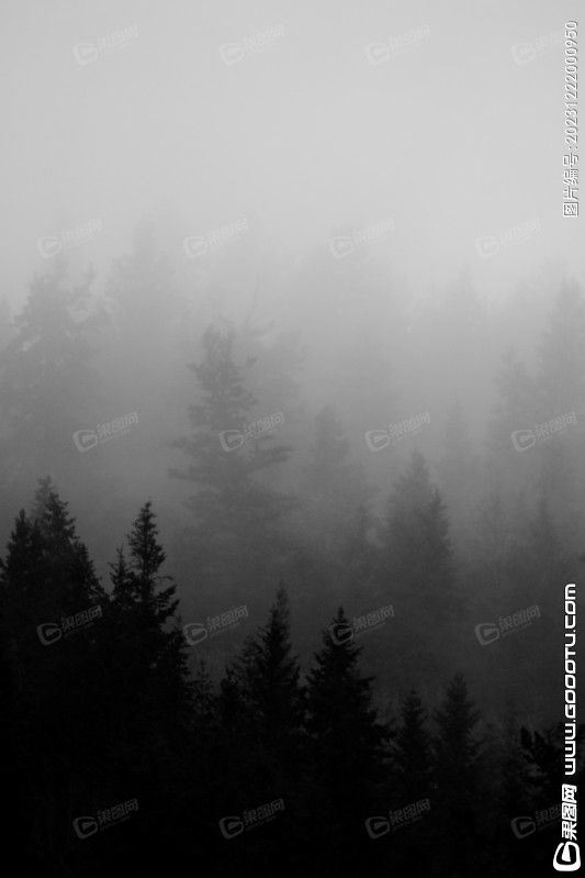 雾气山林树林森林 (73)