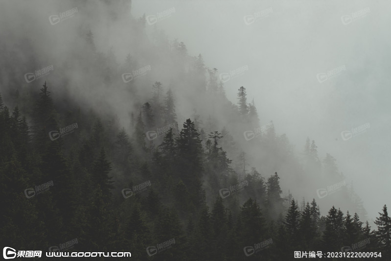 雾气山林树林森林 (77)
