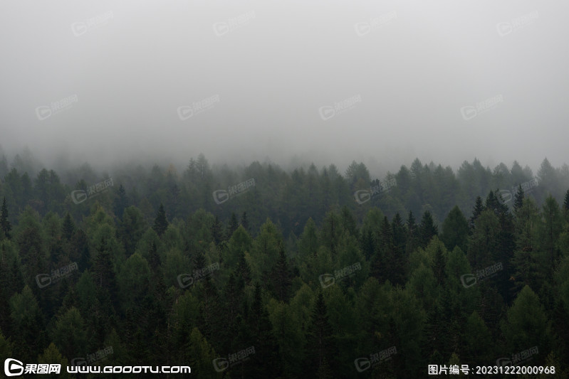雾气山林树林森林 (91)
